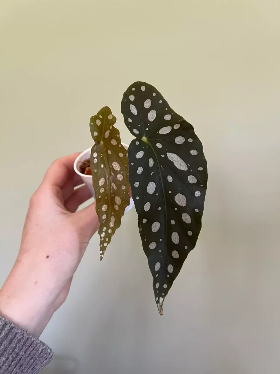 Begonia maculata thumbnail