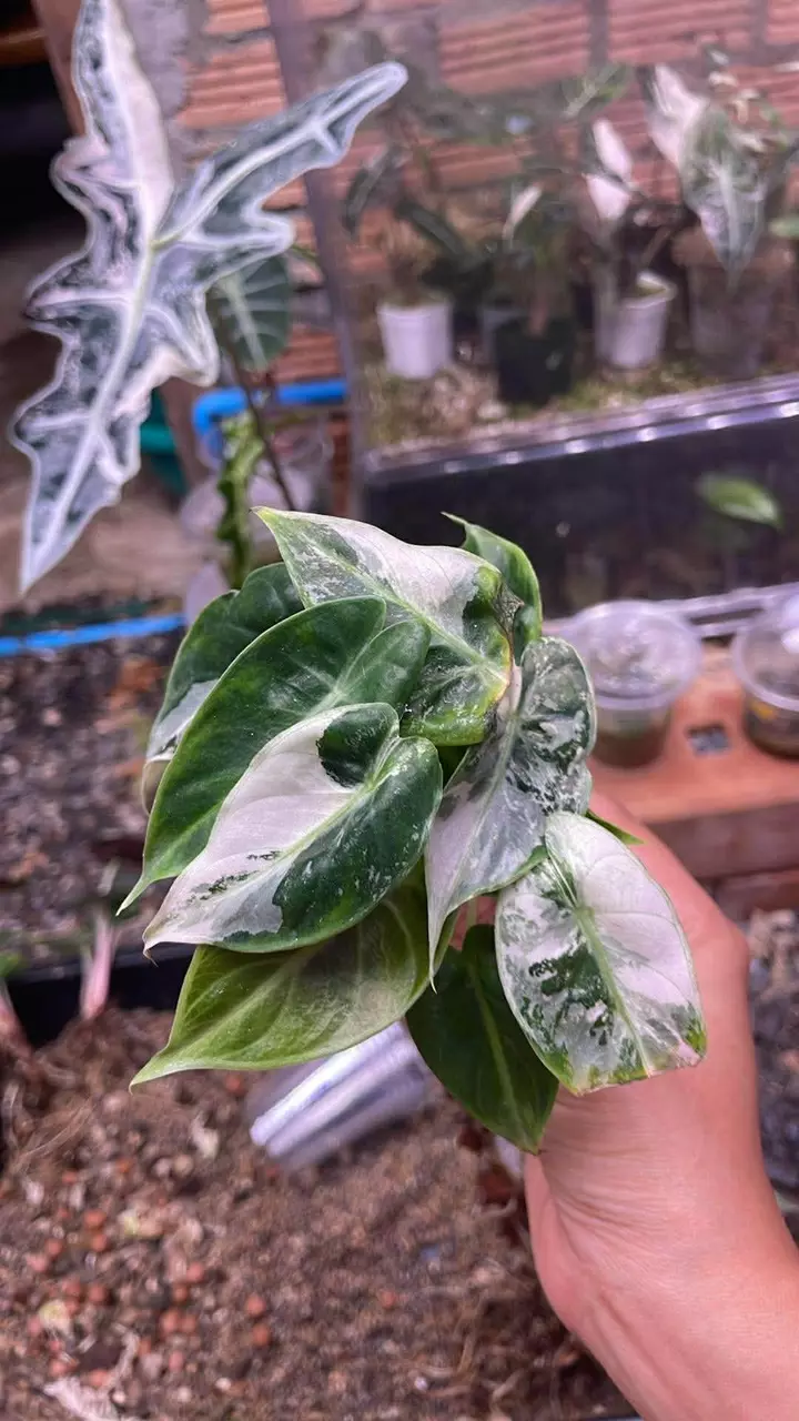 CORM- Alocasia Pink Dragon Albo Dwarf mutation thumbnail