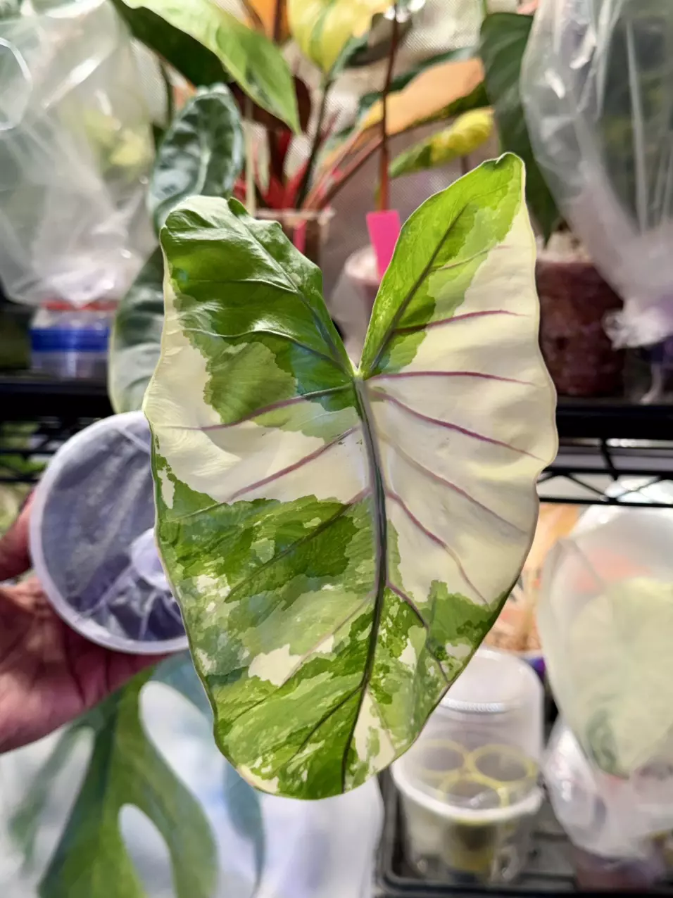 Alocasia Black Stem Albo CORM only-GC thumbnail