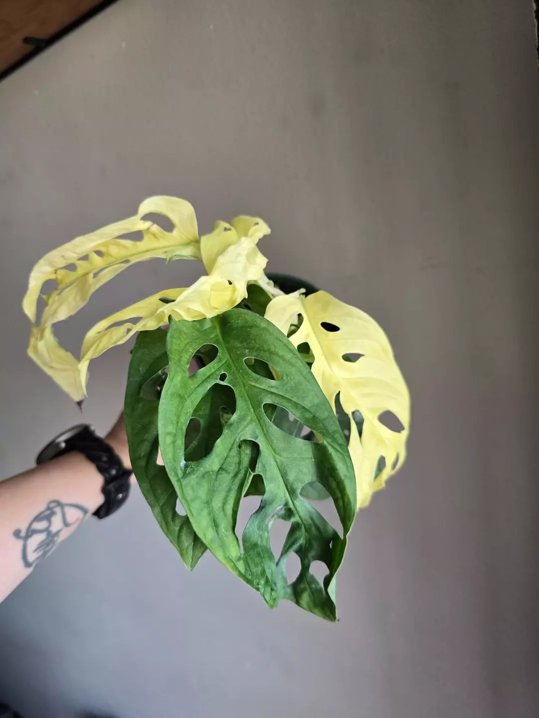 Monstera Adansonii Albo thumbnail