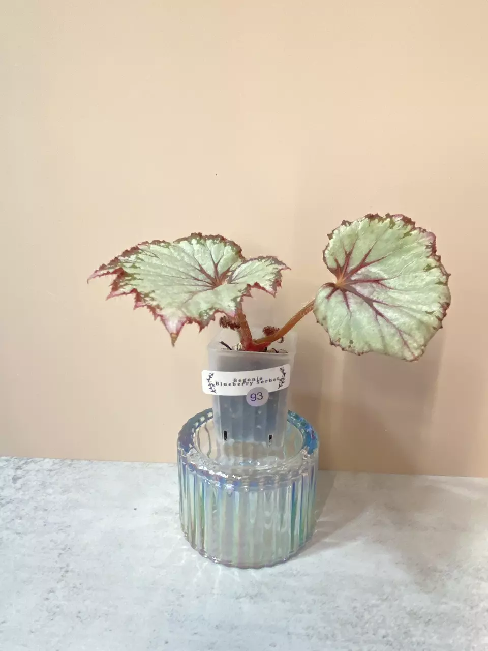 #93 - Begonia Blueberry Sorbet 🫐 thumbnail