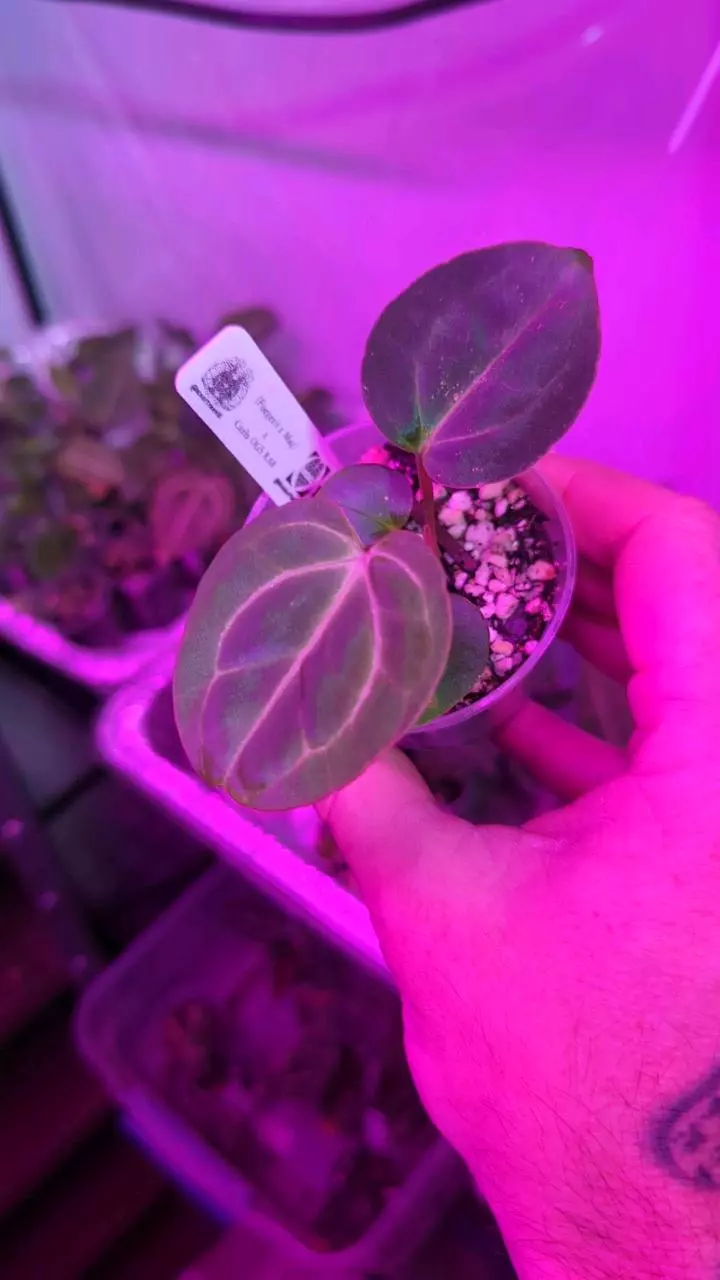 728 (Forgetii x Mag) x Carla OG5 RA8 thumbnail