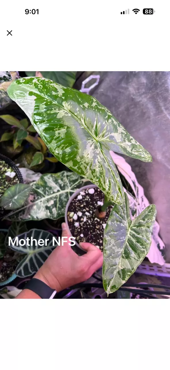 Acuminata Albo Corm thumbnail