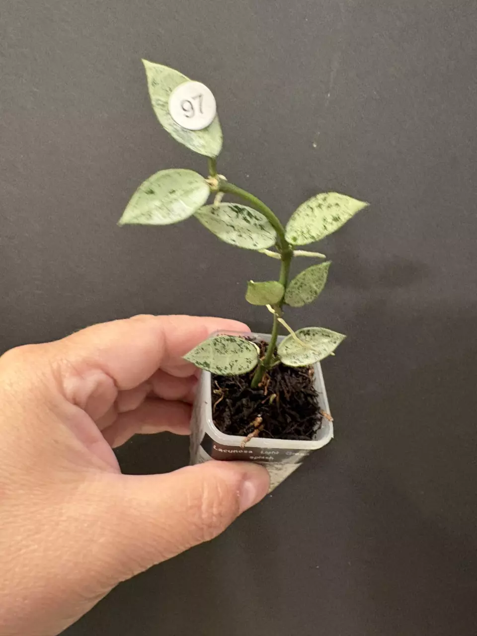 Lacunosa light green splash thumbnail