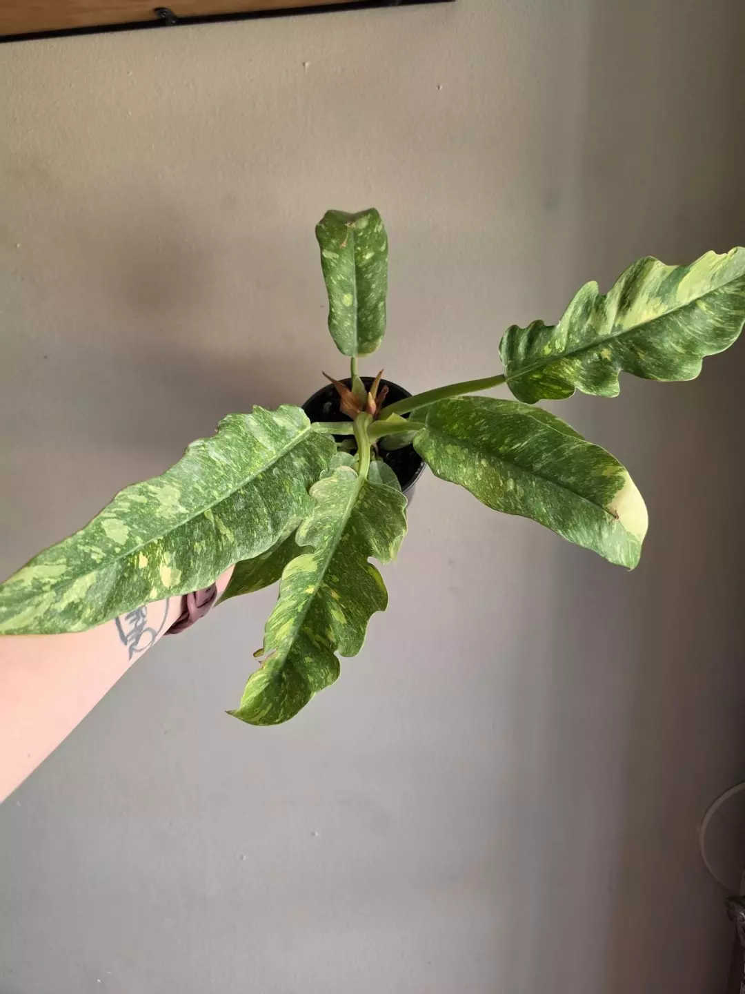 Philodendron Ring of Fire thumbnail