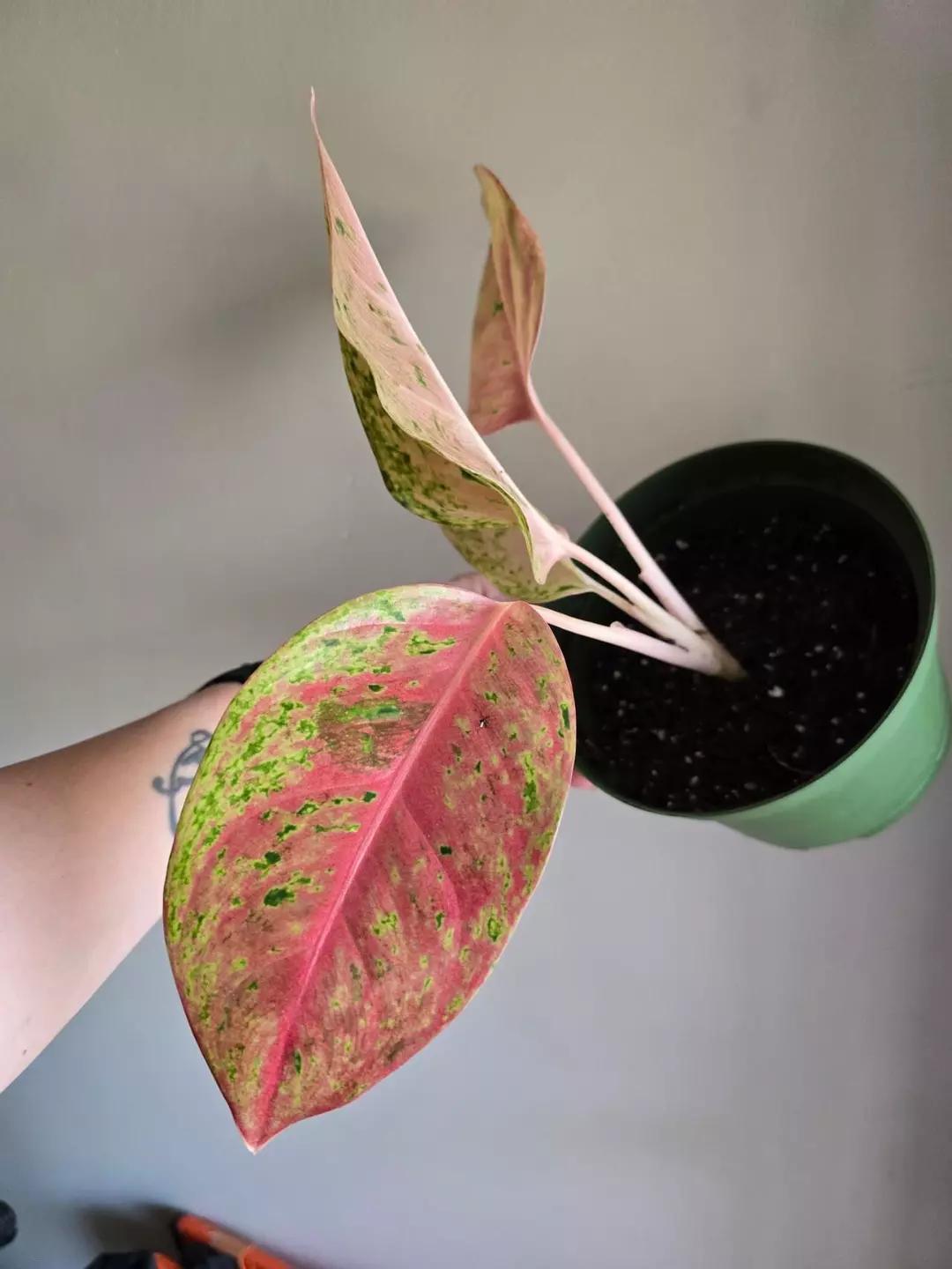 Aglaonema Bidardi thumbnail