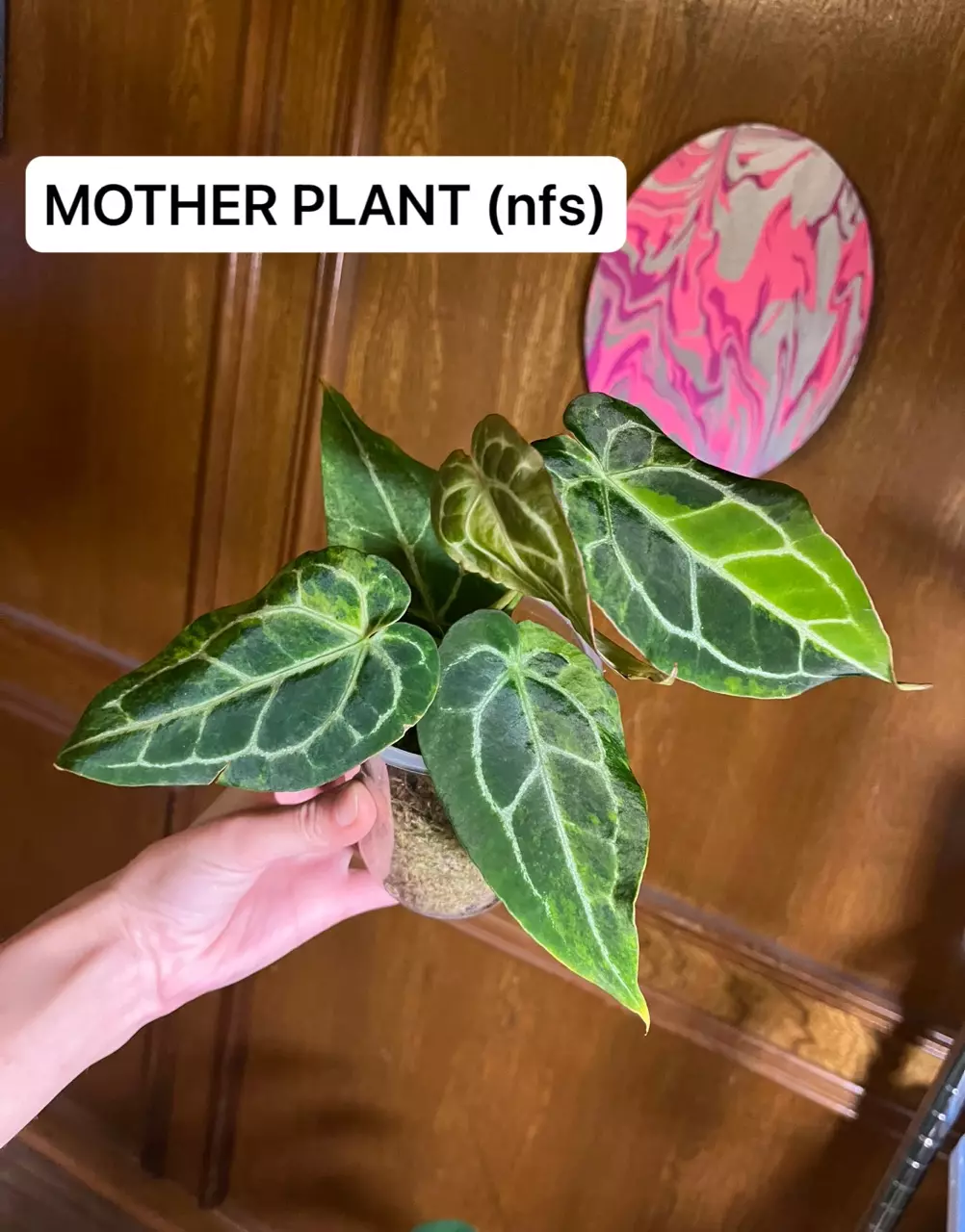 Doc Block Michelle Variegated (bottom cut w THREE growth points) thumbnail