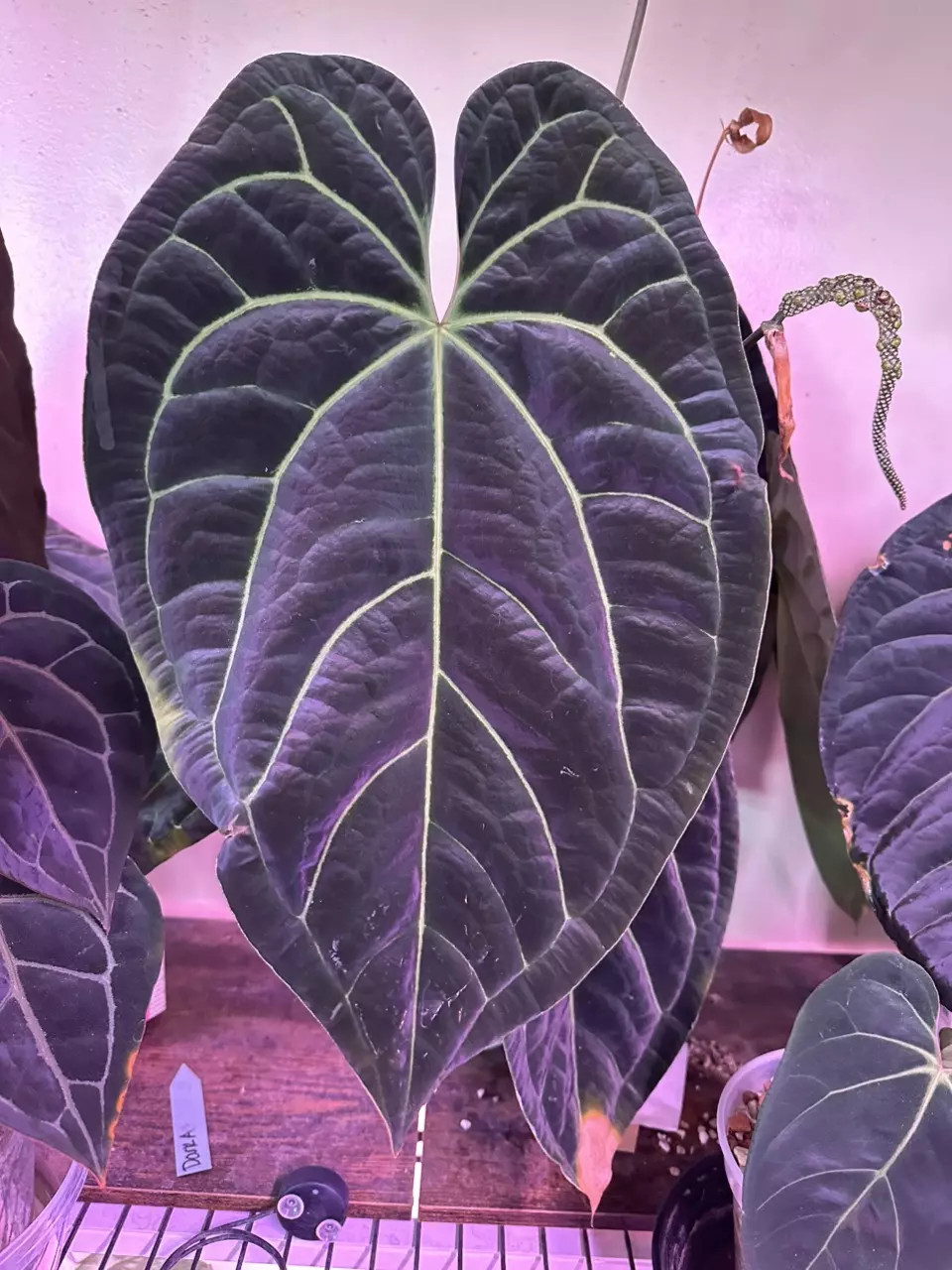 Anthurium WFN x Bess top cut NO LEAVES OR ROOTS thumbnail