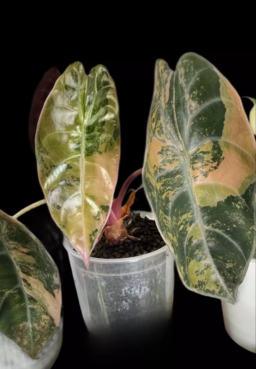 Sedenii Aurea CORM thumbnail