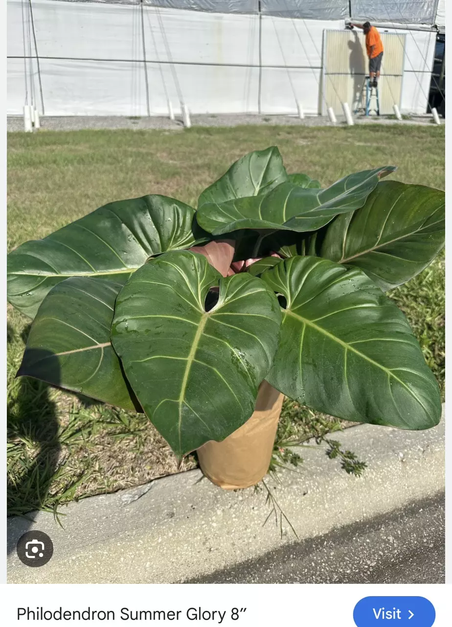 SUMMER GLORY XL thumbnail