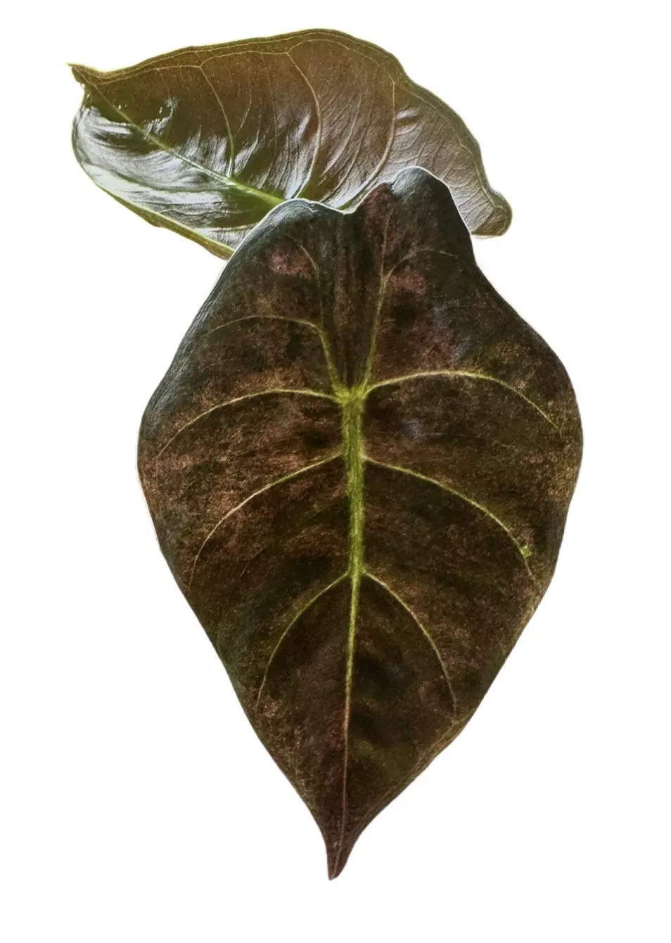 Golden Bone Pink Splash thumbnail