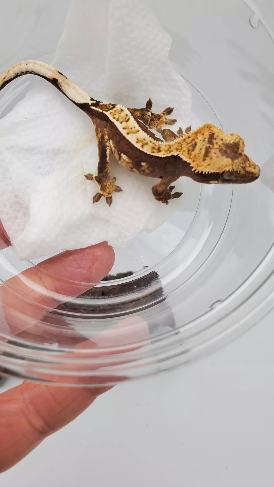 100% Het Ax -het1 thumbnail