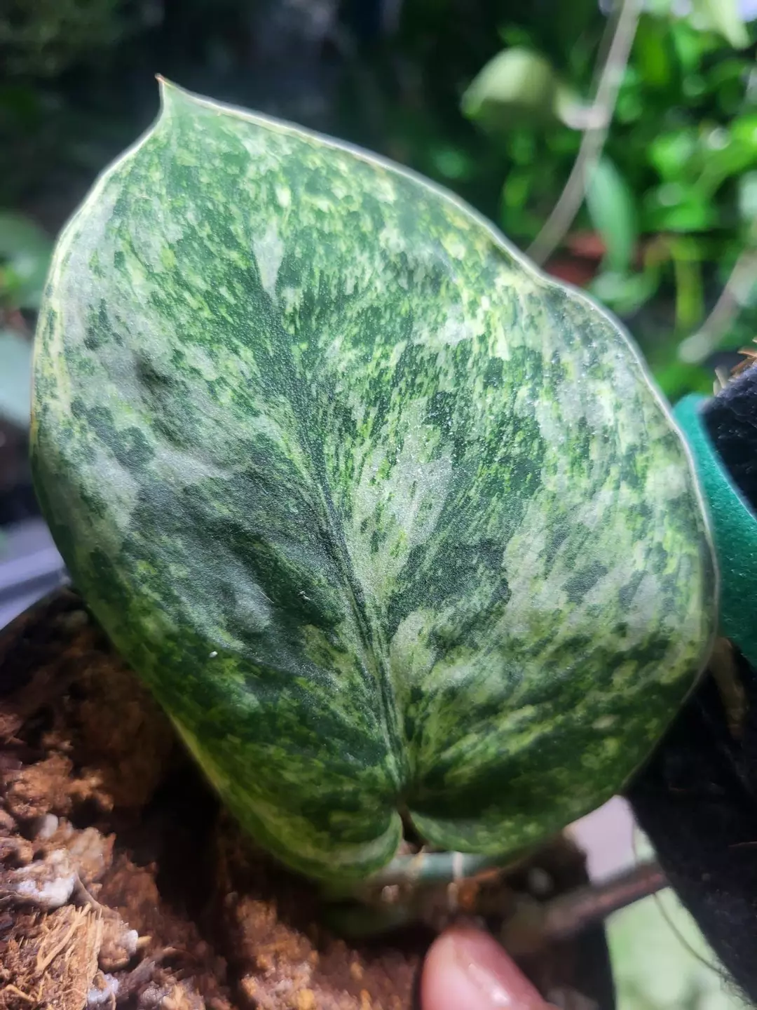 Syngonium baticon cutting thumbnail