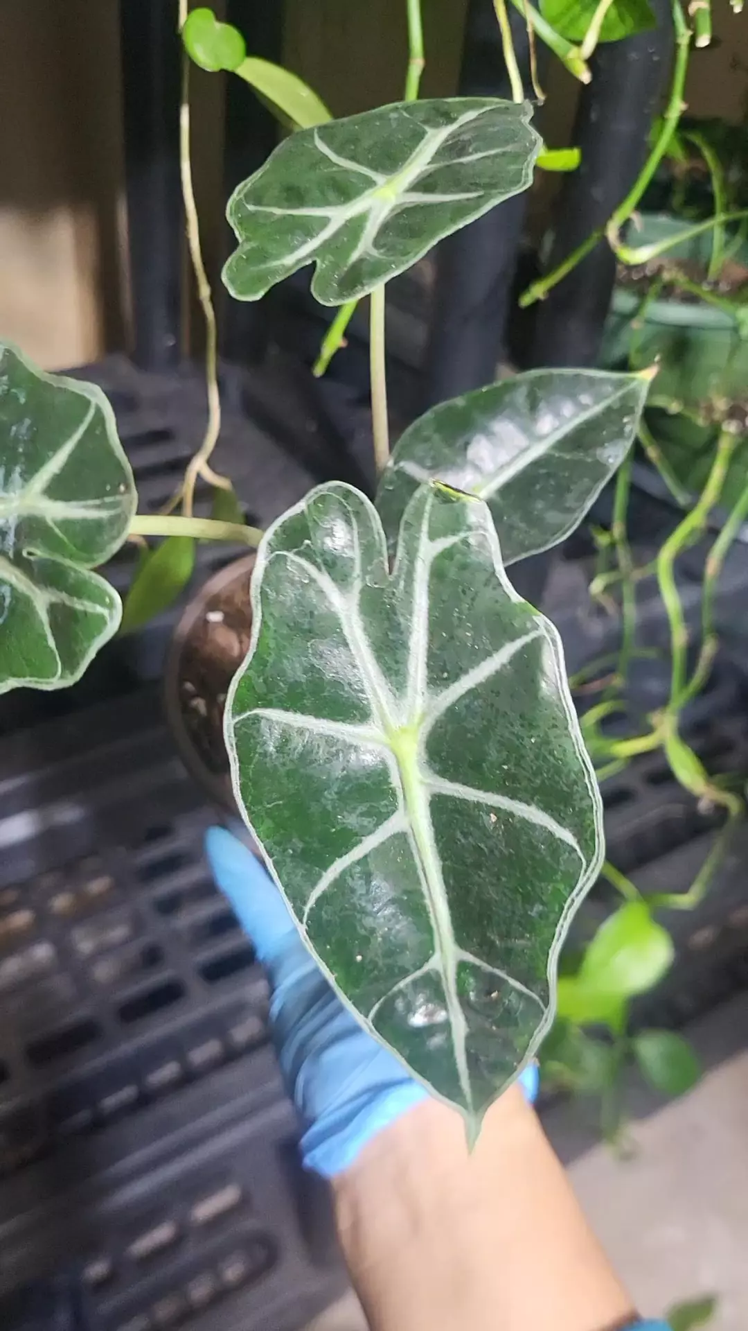 Alocasia polly starter thumbnail