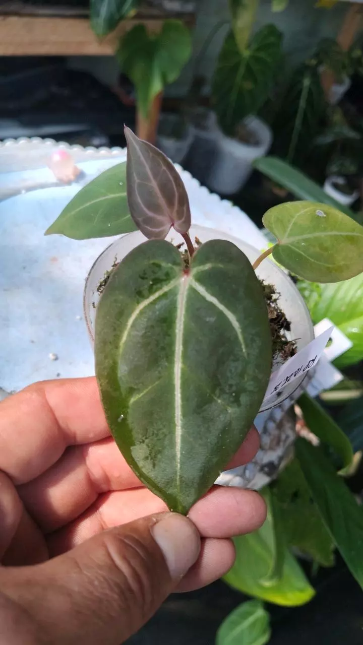 Black widow Michelle x zara (with offset) thumbnail