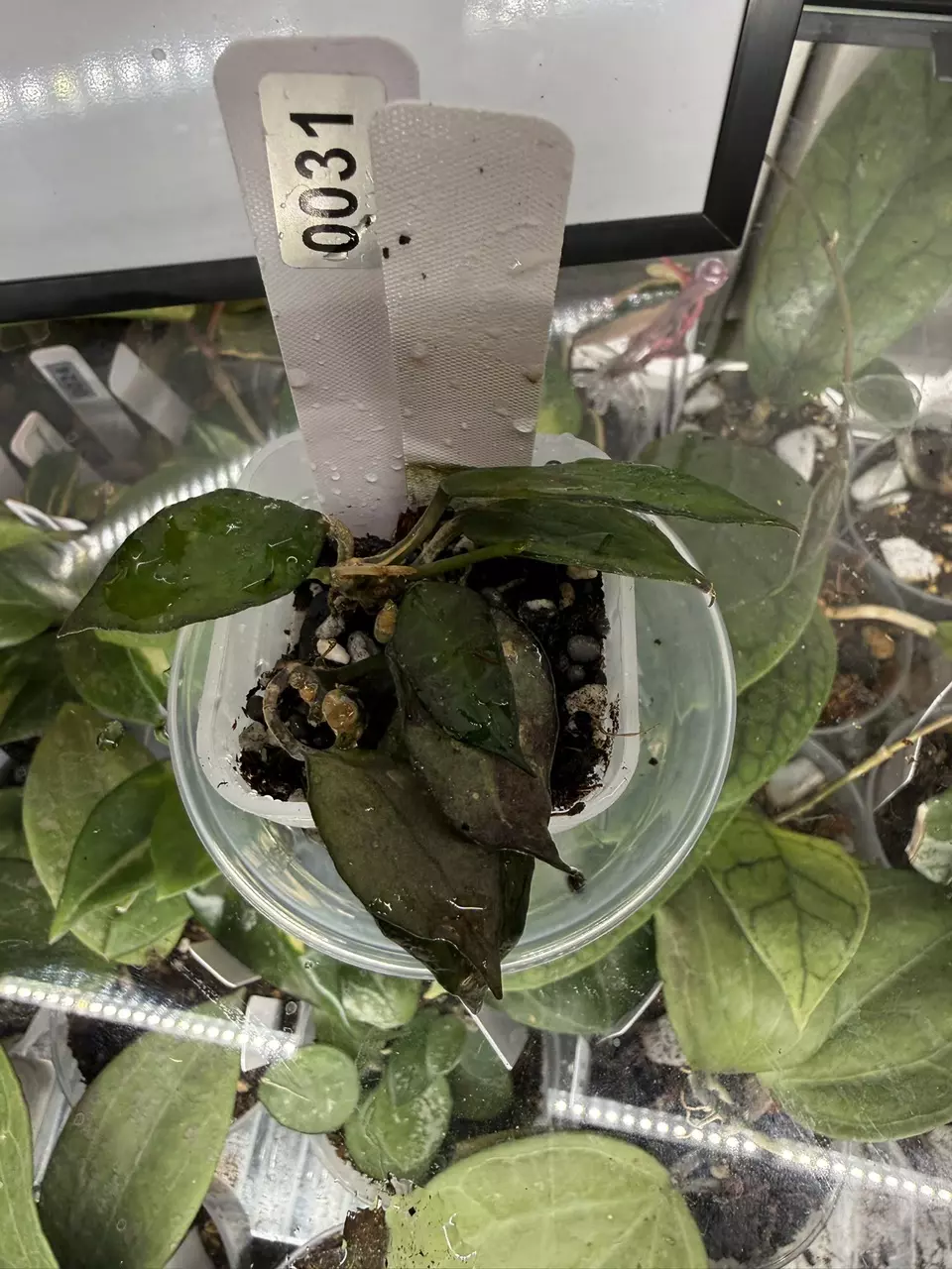 0031 Hoya krohniana 'Black thumbnail