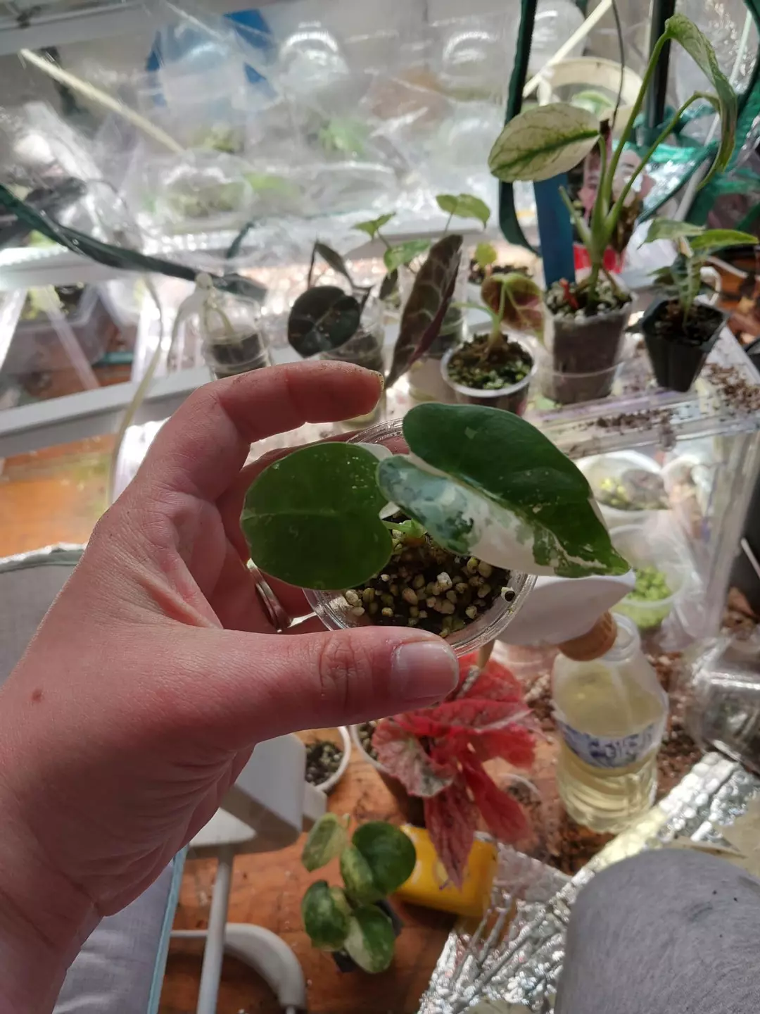 Okinawa silver pup thumbnail