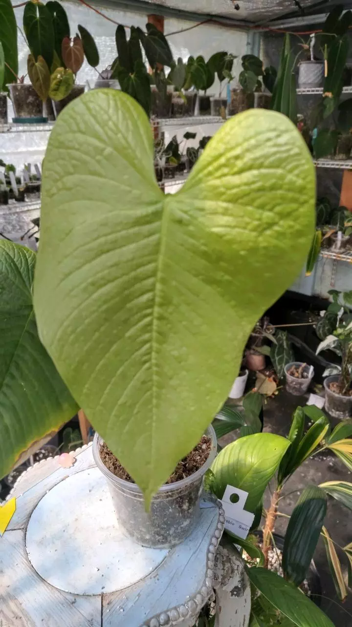 Rugulosum chita thumbnail