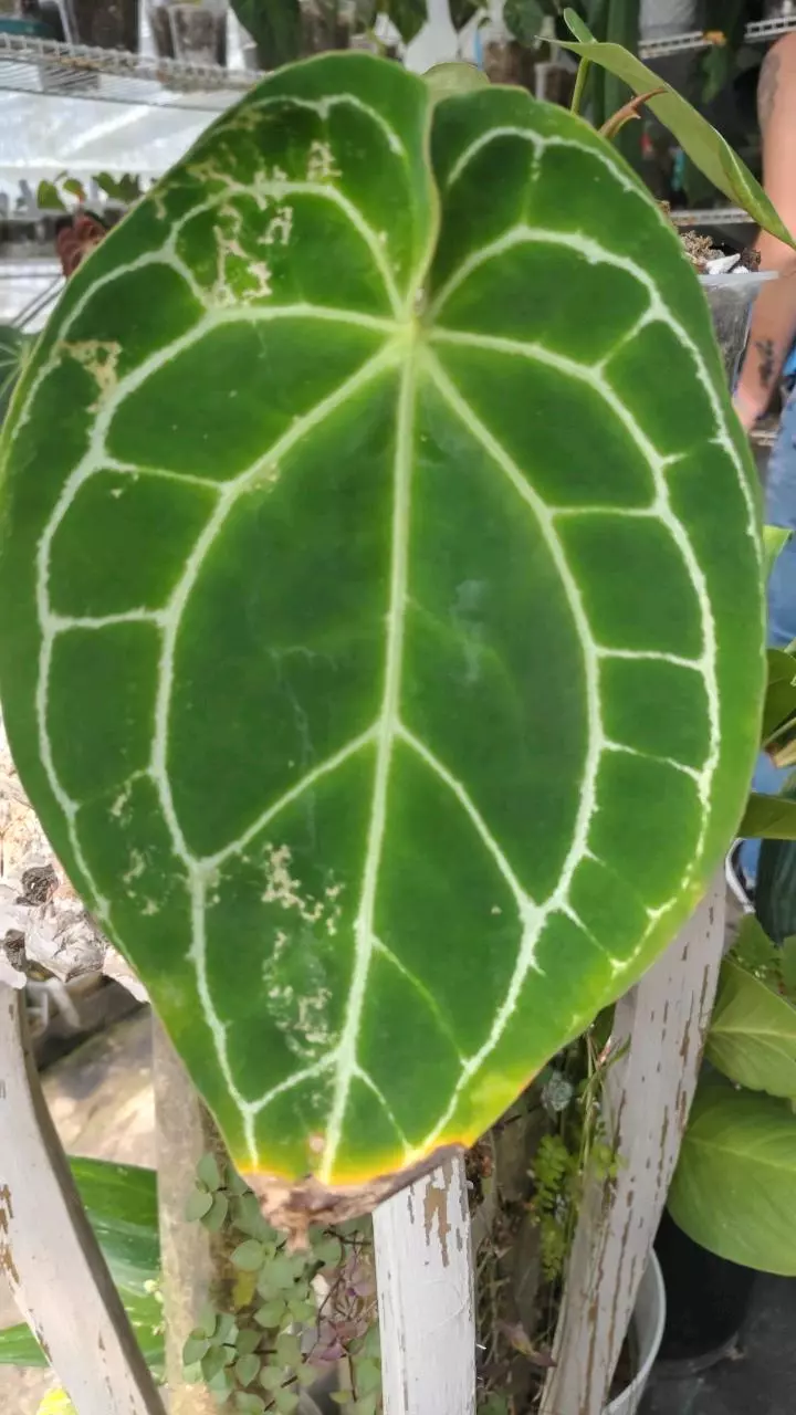 Large mature crystal with offset thumbnail