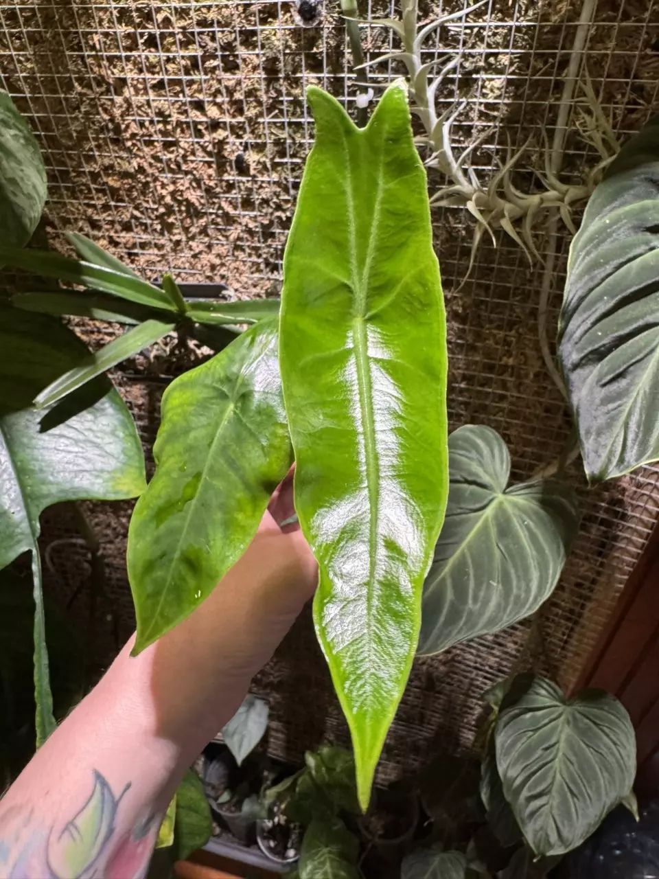 Alocasia Lucifer Longiloba thumbnail