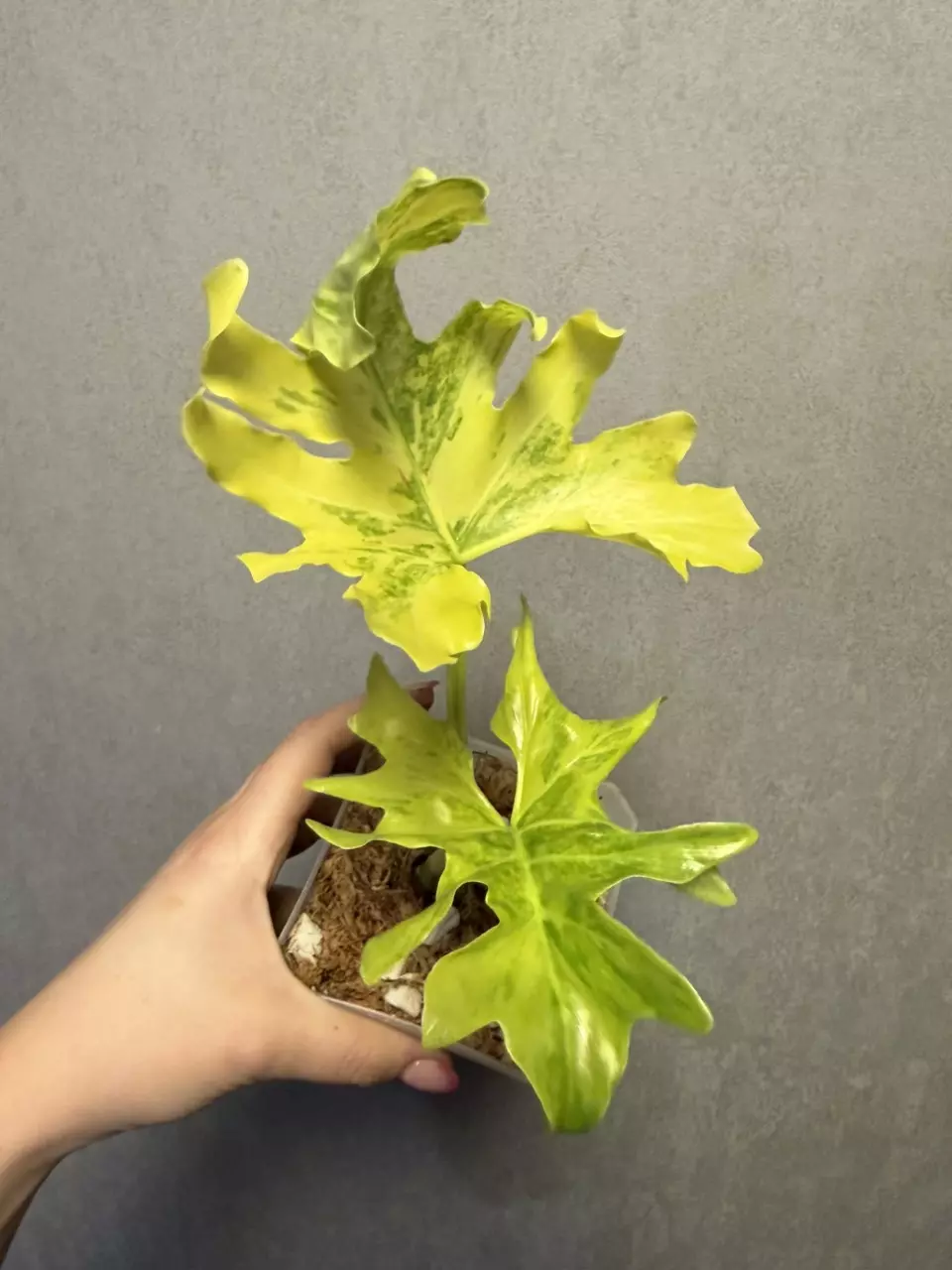 Philodendron Selloum ‘Fire’ Varigated thumbnail