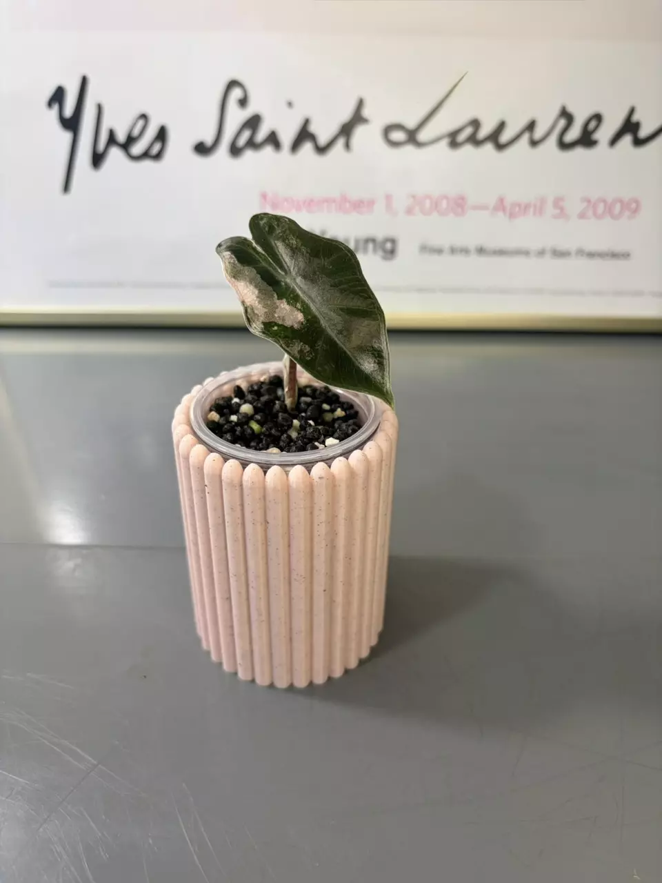 Alocasia Variegated Pseudo Sanderiana Pink Pup thumbnail