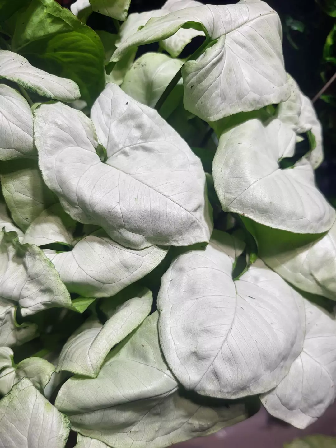 Syngonium moonshine starter thumbnail