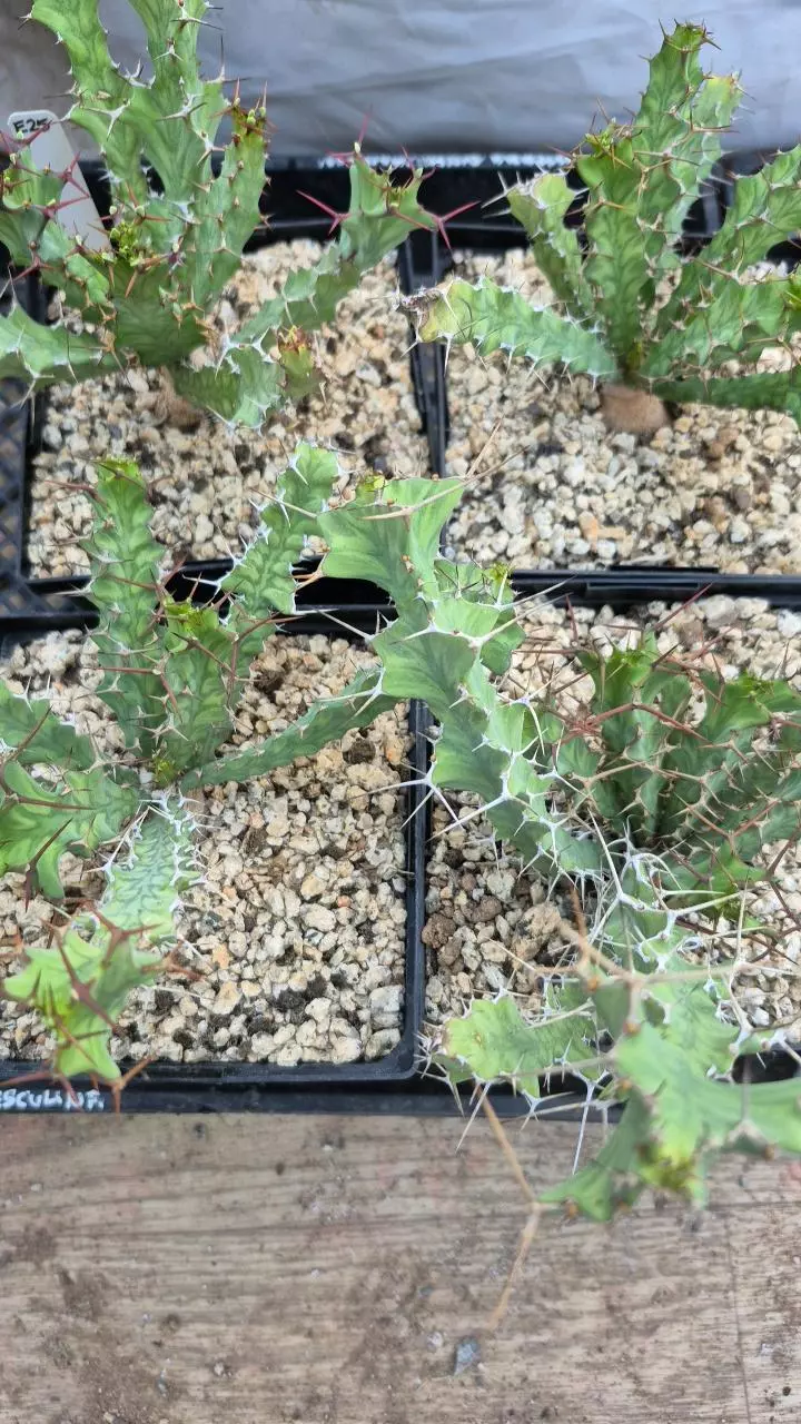 E25 Euphorbia buruana-big spiny plants! thumbnail