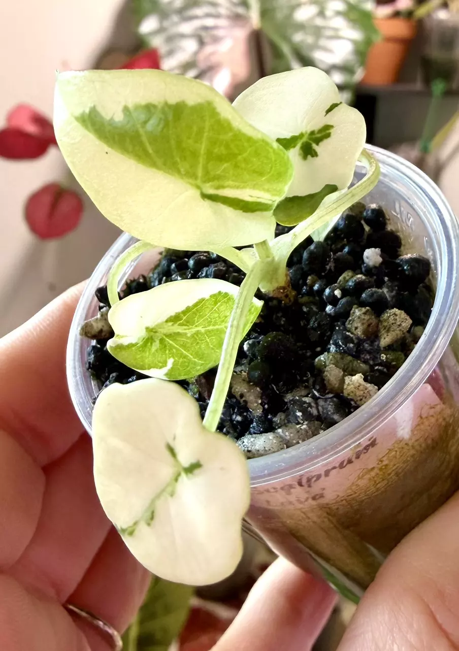 Lava Scalprum Albo Alocasia thumbnail