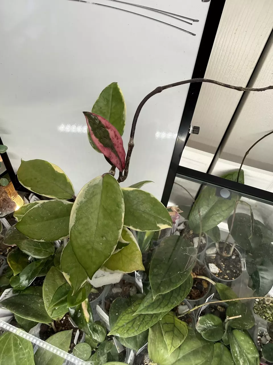 0158 Hoya flamingo dreams thumbnail