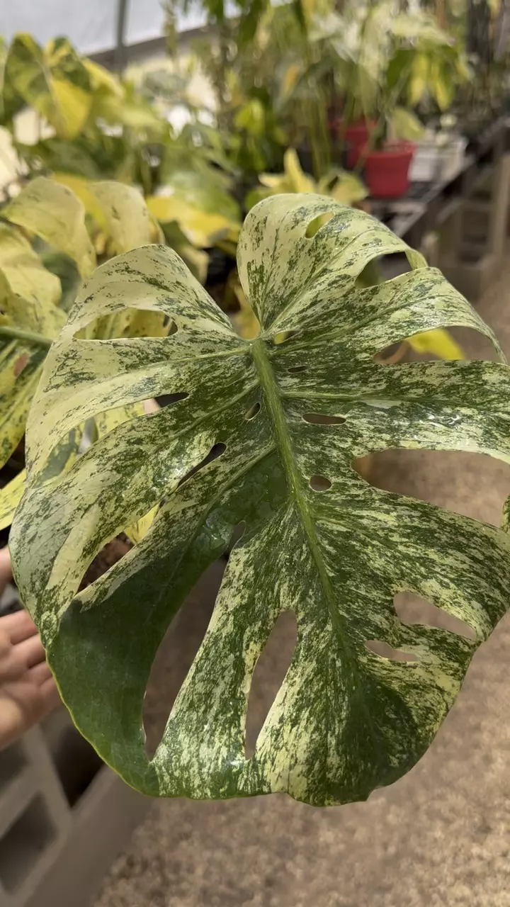 Monstera Mint Siam thumbnail