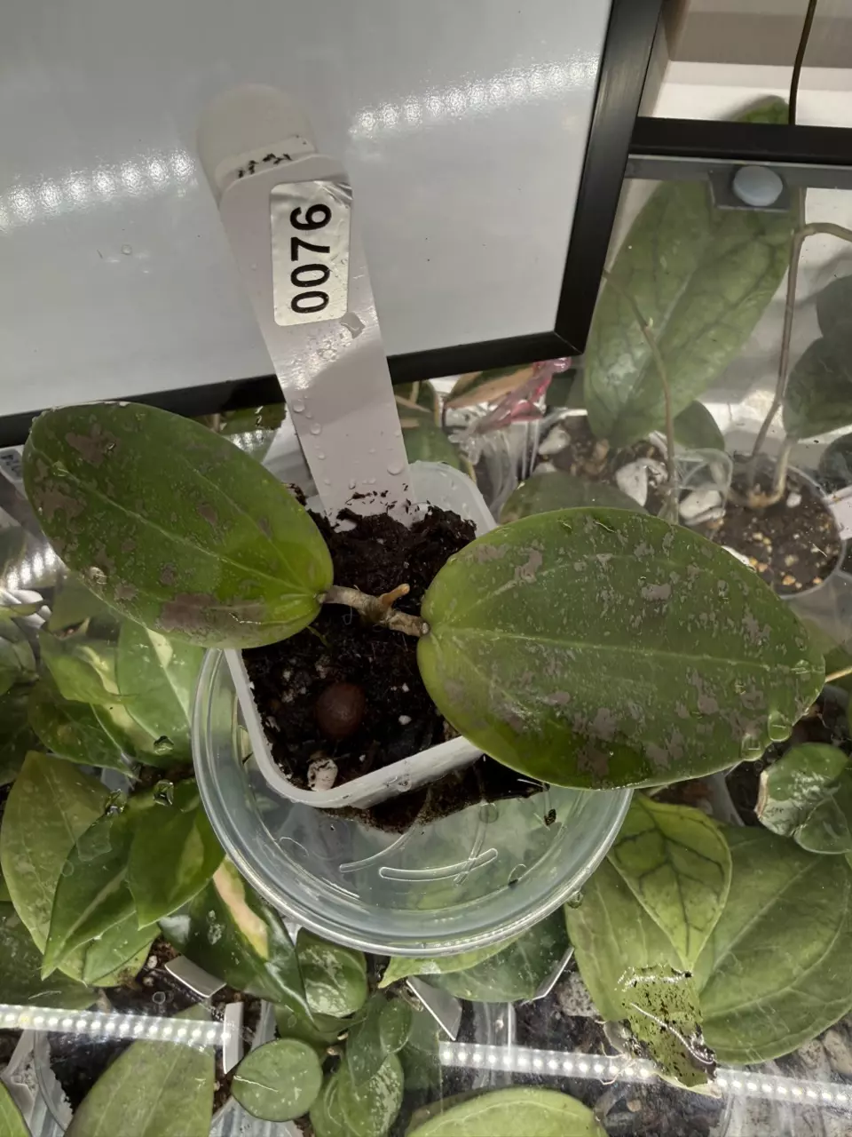 0076 Hoya verticillata pink curl thumbnail