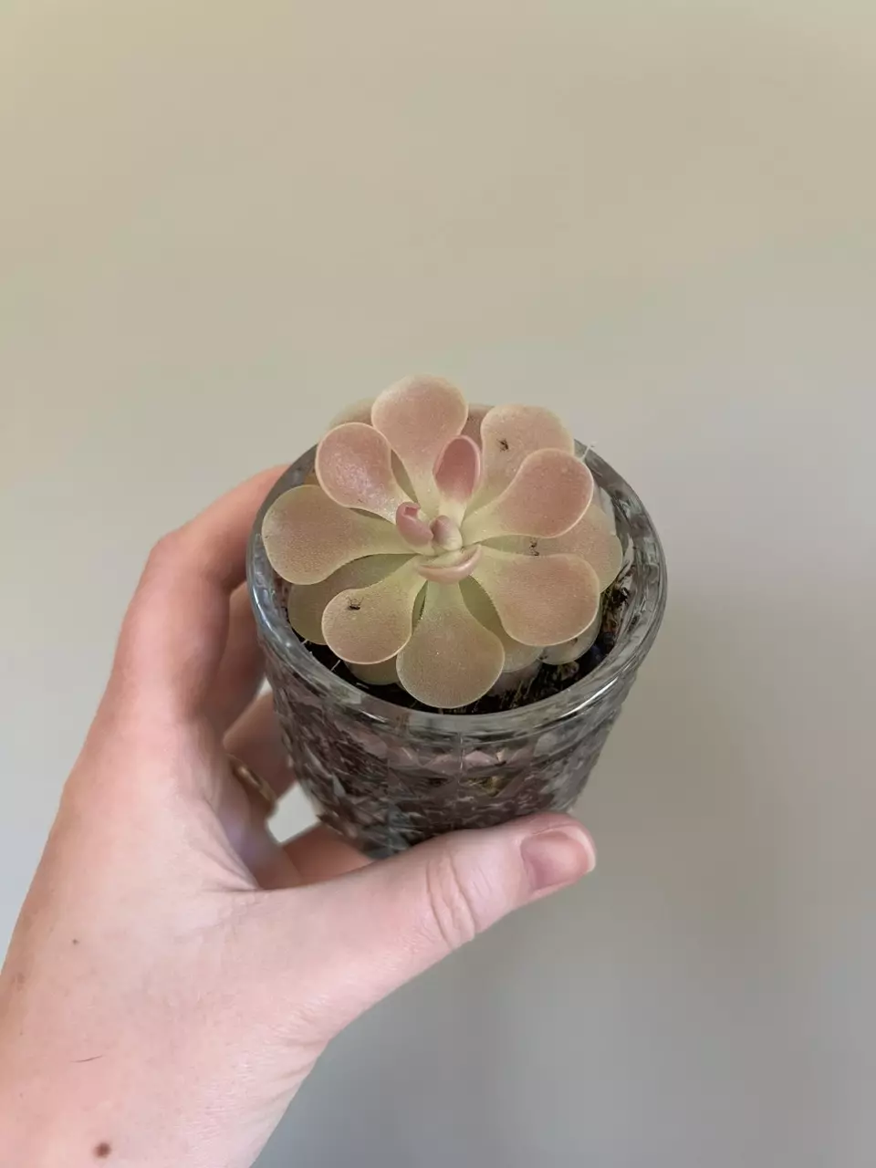 Pinguicula weser thumbnail