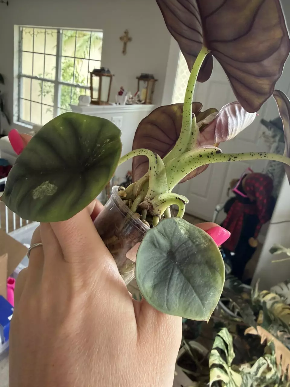 Pink Nebula Alocasia thumbnail