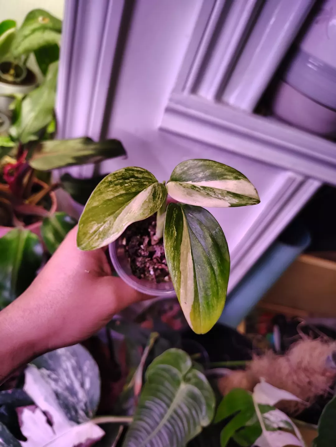 Monstera Standleyana aurea thumbnail