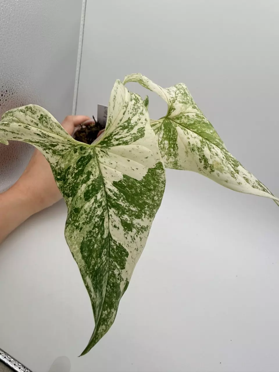 Syngonium Mint of Sumatra thumbnail