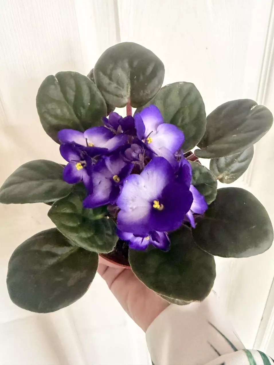African violet dark purple thumbnail