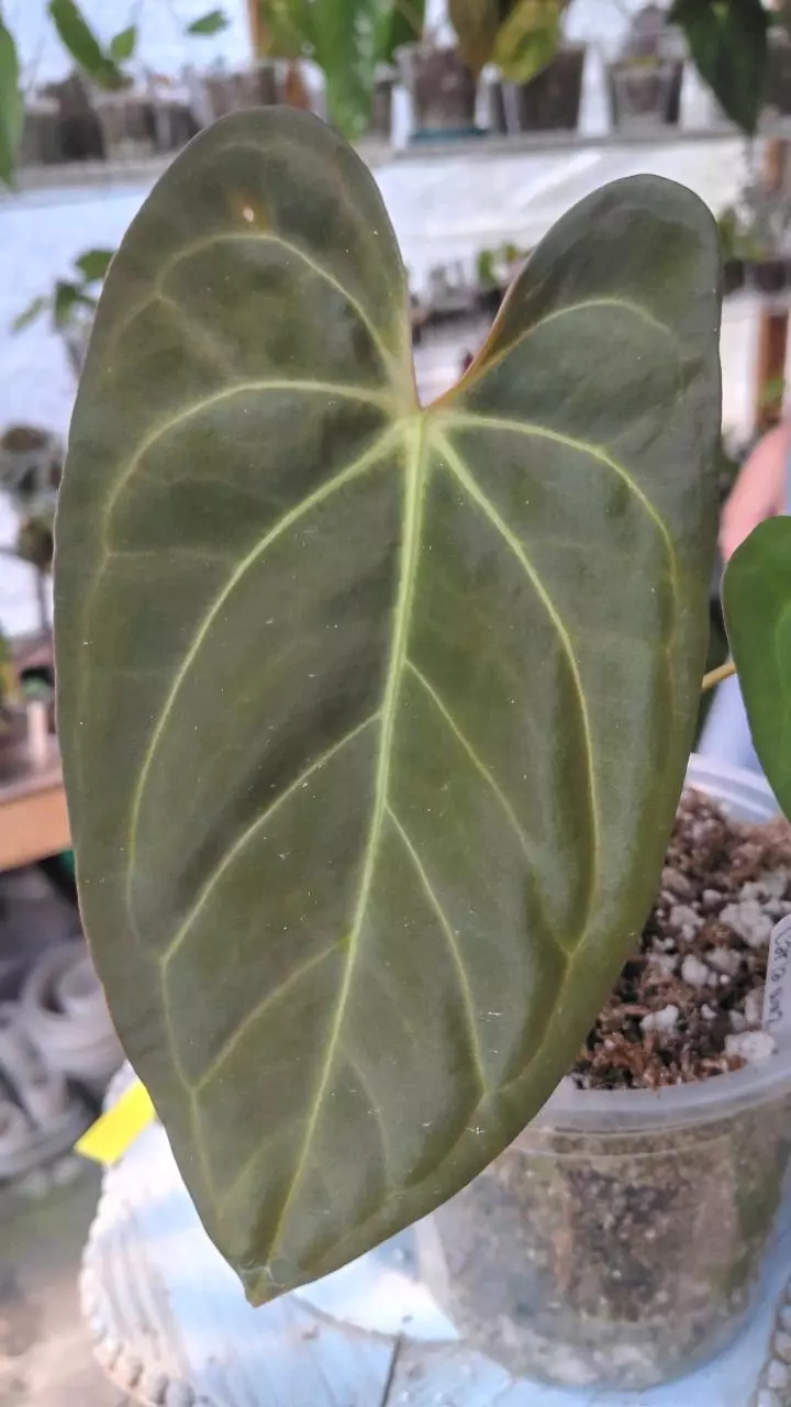 Pap wu9 x carla wu2 thumbnail