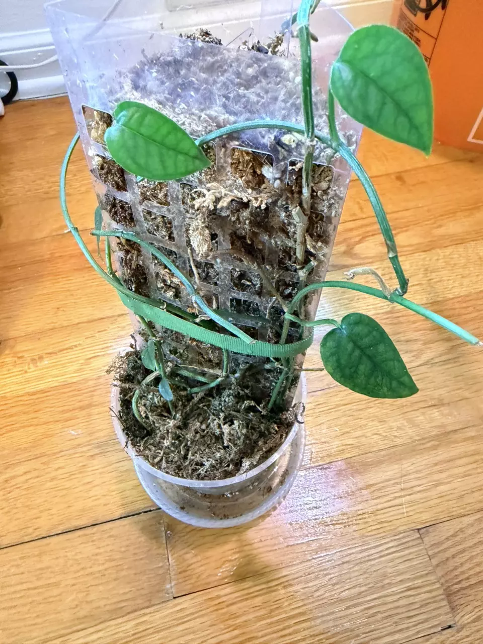 Cebu Ghost- Reverted thumbnail