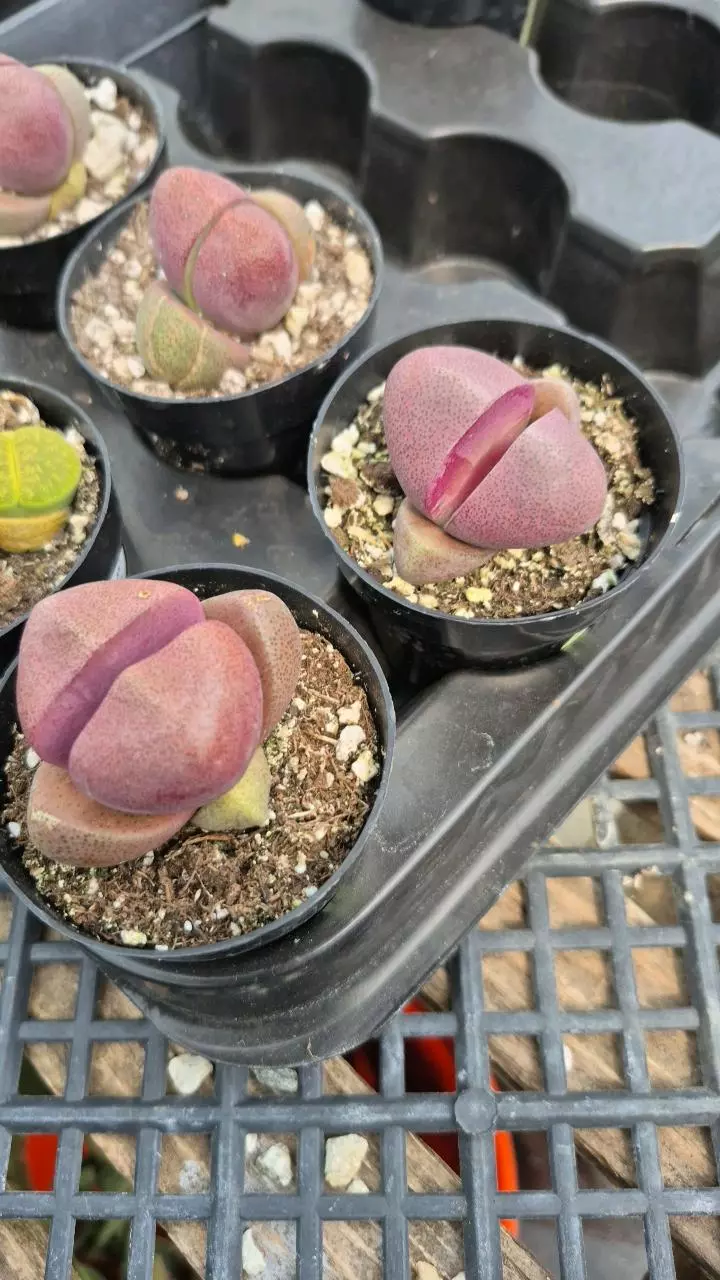 L7 Pleiospilos 'Royal Flush' thumbnail