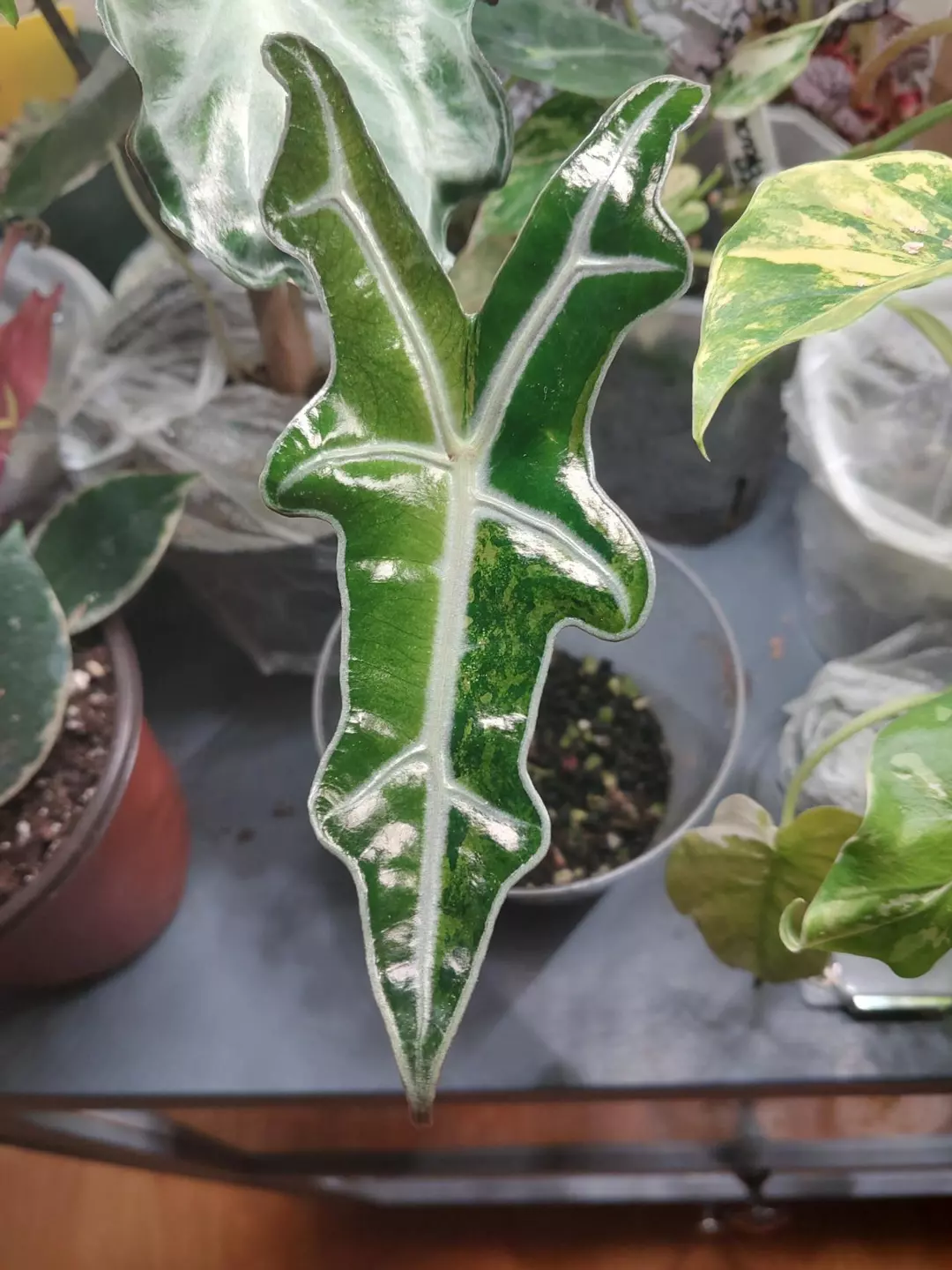 Nobilis aurea (gold) teen? thumbnail