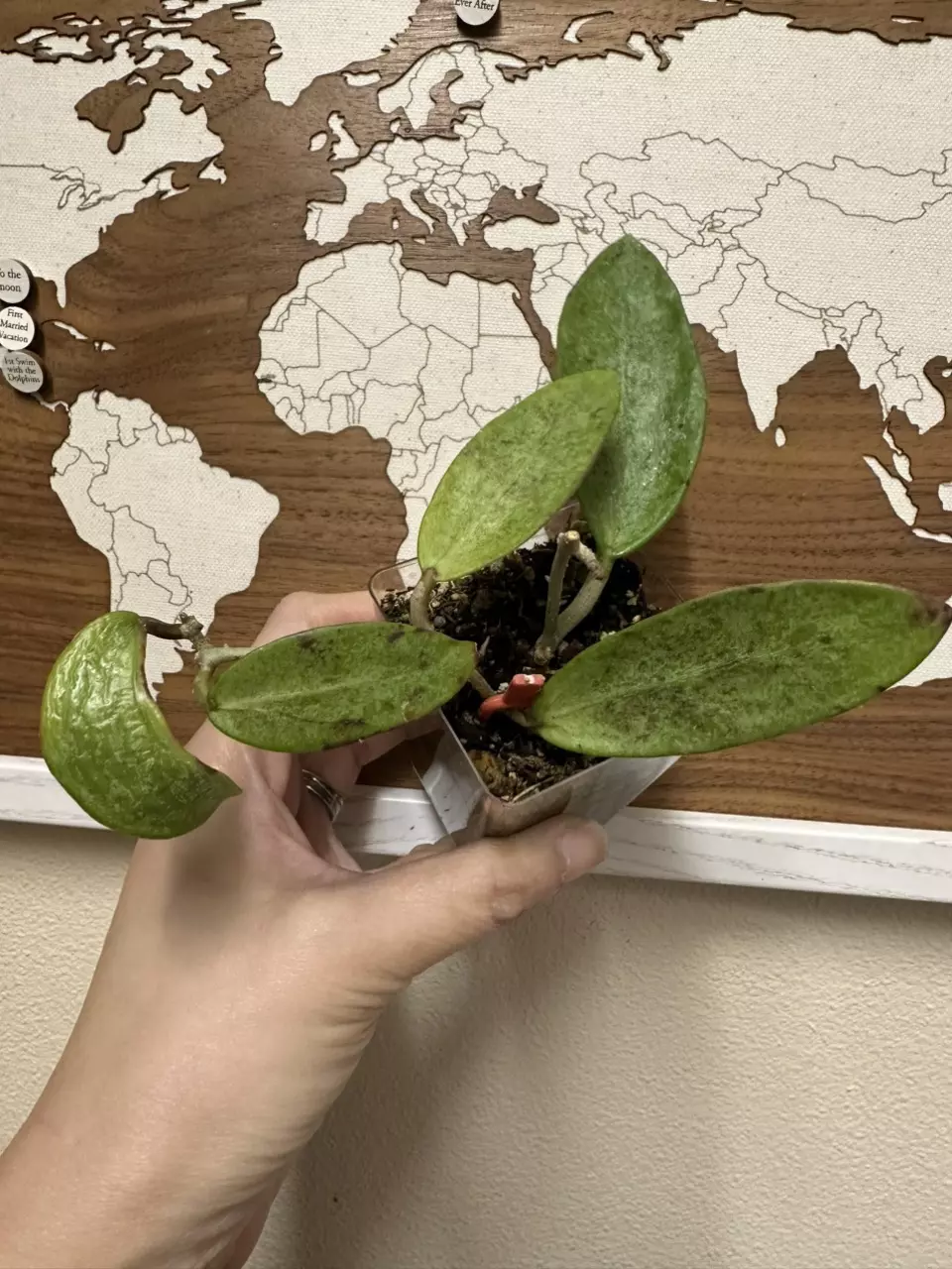 Hoya Loei province (2 rooted vines with active growth point) thumbnail