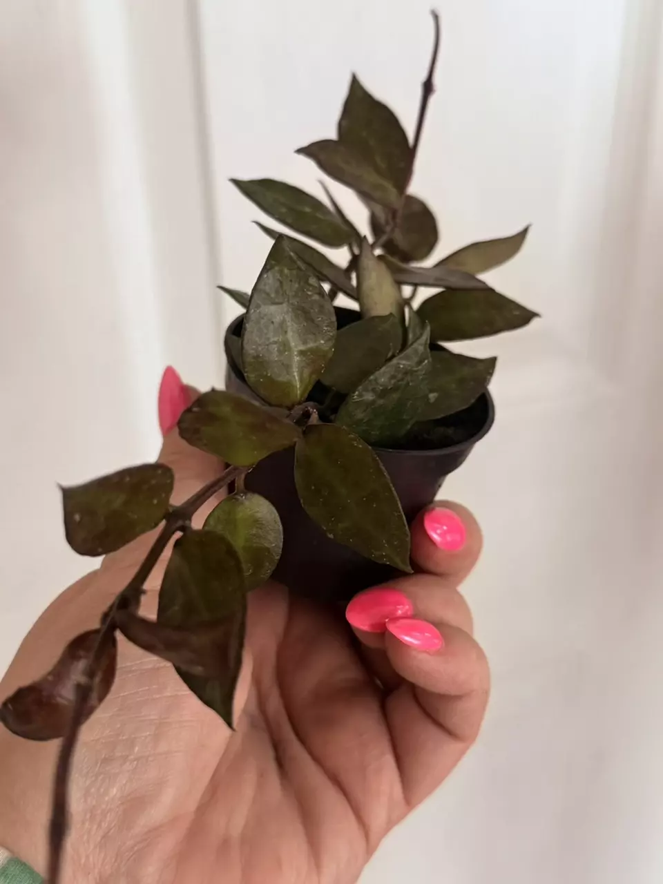Hoya Krohniana black thumbnail