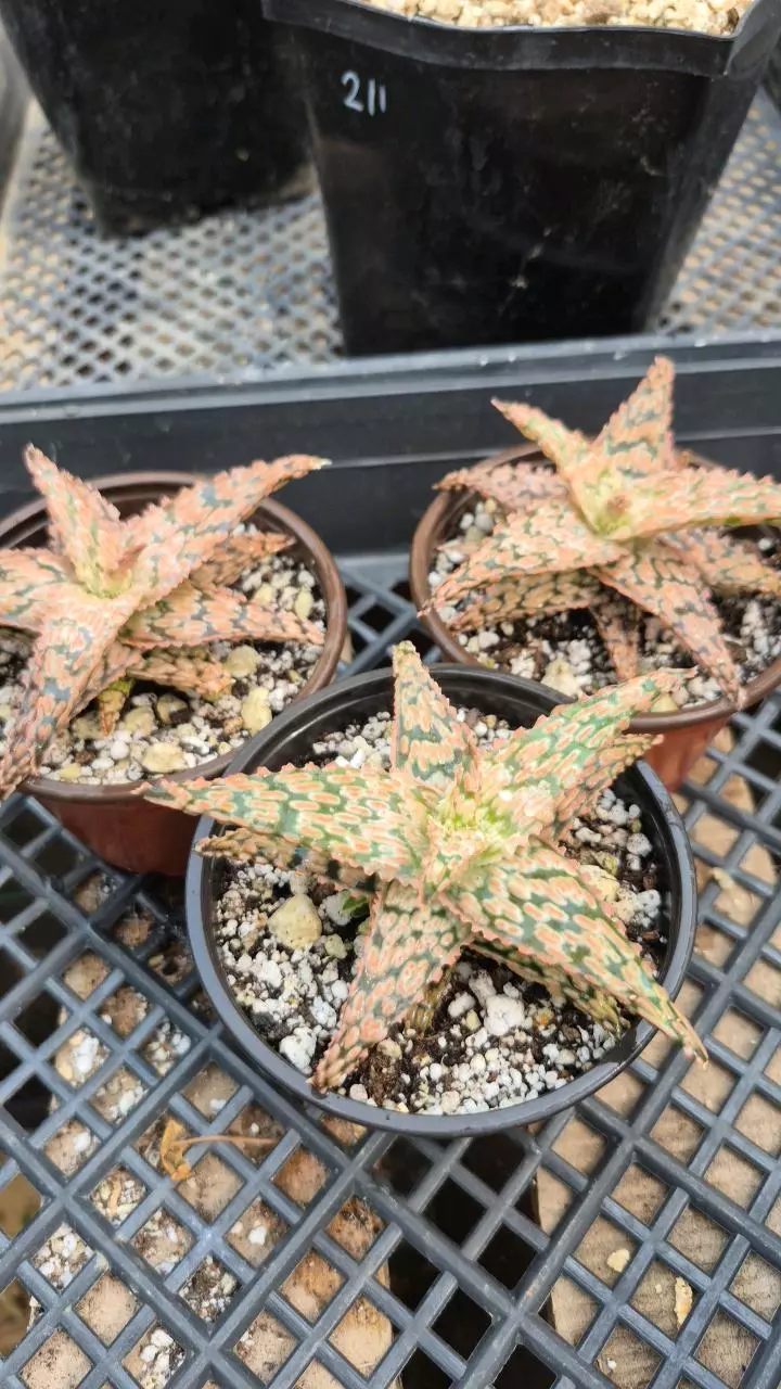 120 Aloe 'Lacey' thumbnail