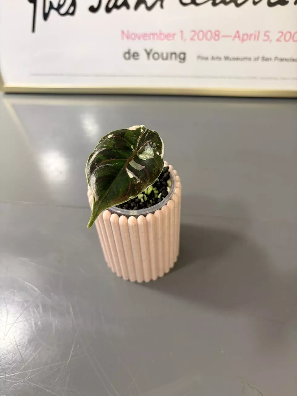 Alocasia Varigated Azlanii Pink thumbnail