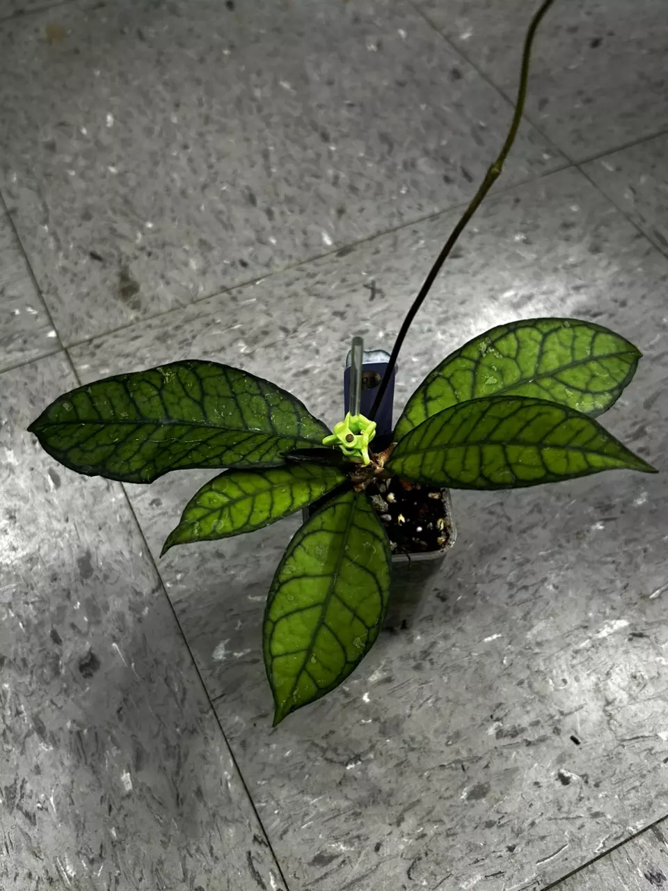 403 Hoya SS20-01 (desvouexensis x crassipetiolata) thumbnail