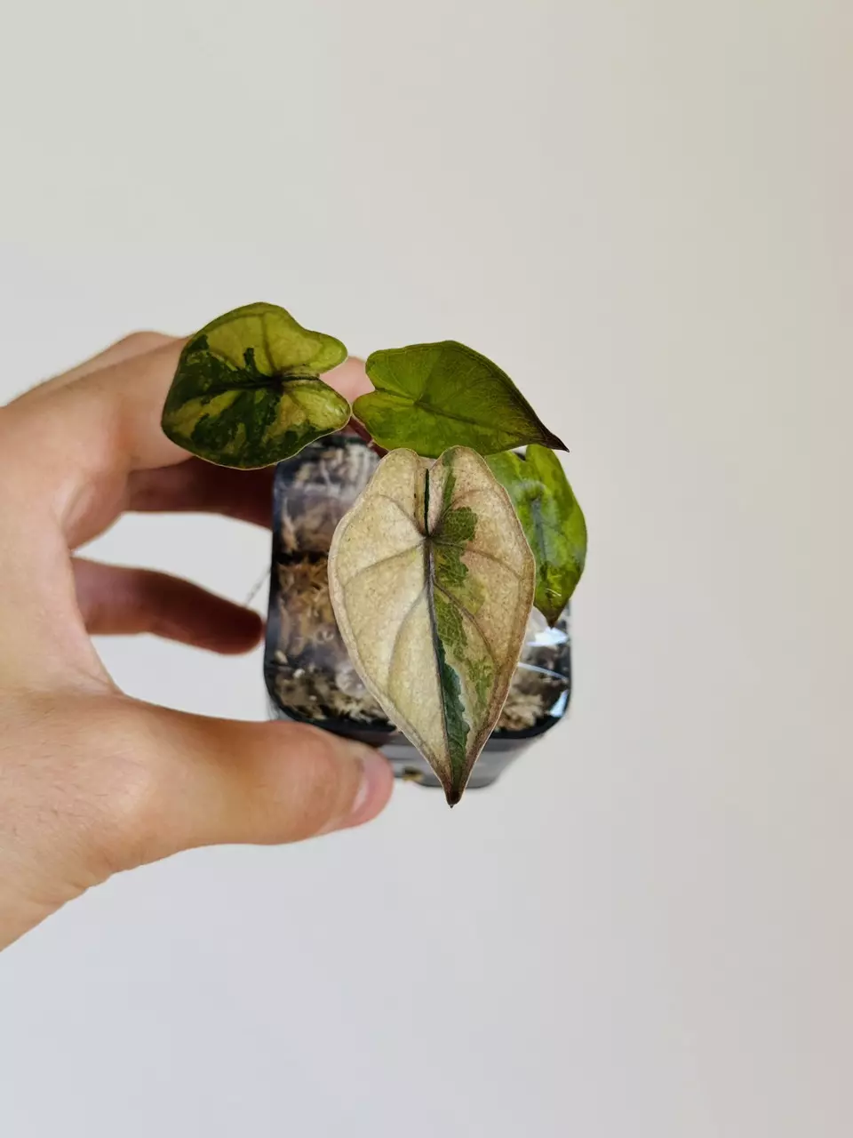 Yucatan Pink Princess Tricolor thumbnail