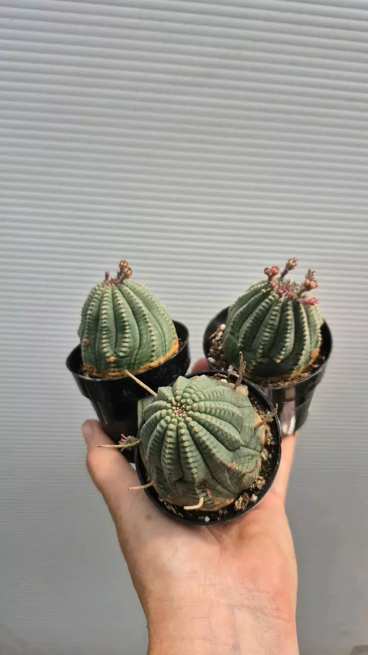 E8 Euphorbia obesa hybrid thumbnail