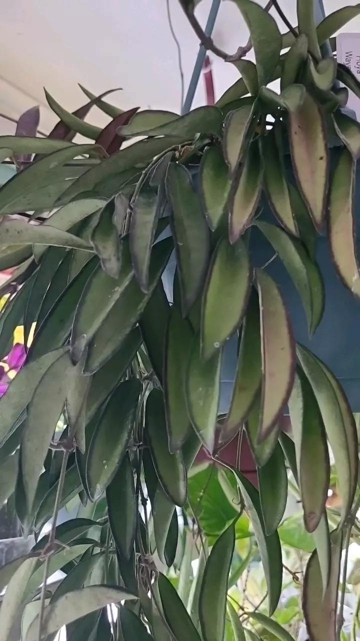 Hoya Wayetii FRESH CUT 2 Nodes thumbnail