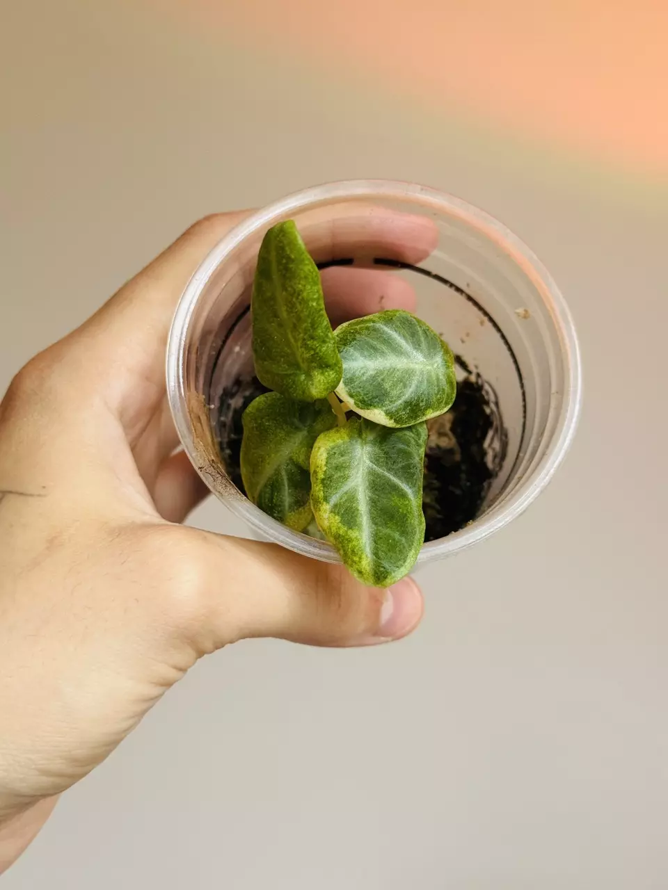 Ninja Lava thumbnail